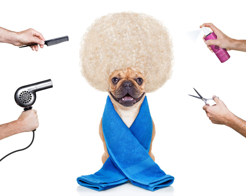 宠物创意美容图片